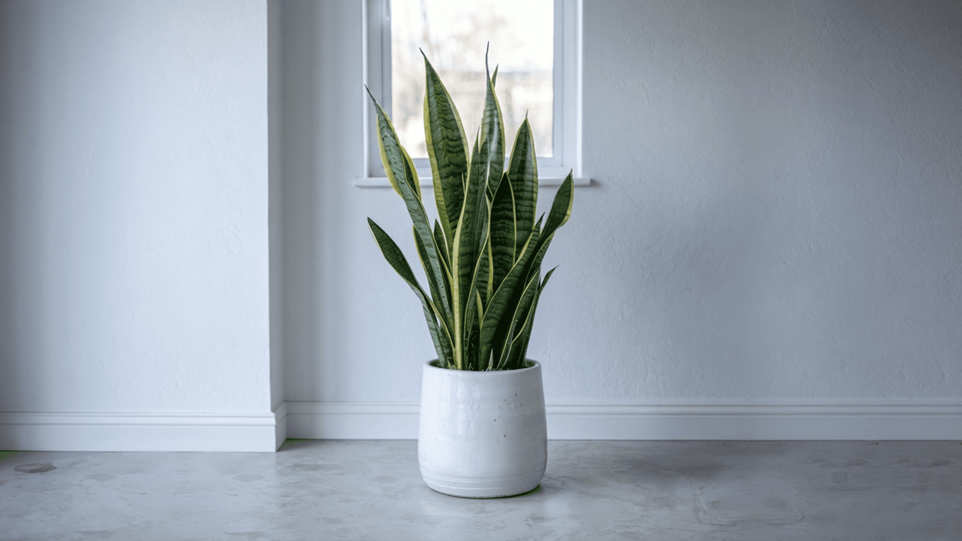 snake plant in a white pot placed on a concrete floor near a window, with soft natural light and minimal interior background