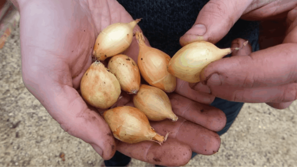 two cupped hands hold several small, golden-brown onion sets over a gravel path, ready for spring planting