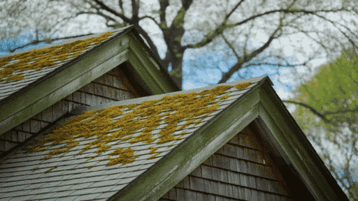 two gable roof peaks covered in patches of yellow-green moss