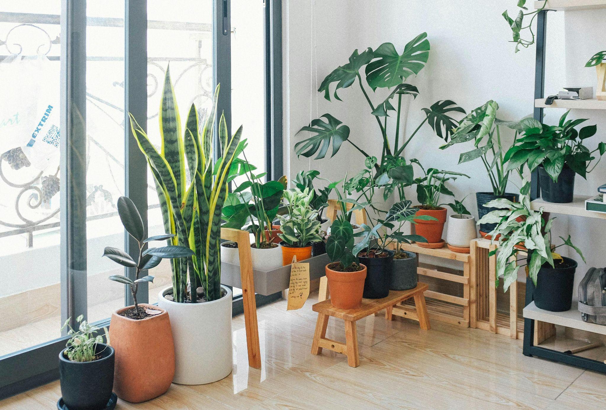 Potted green indoor plants.