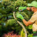 Tree Care