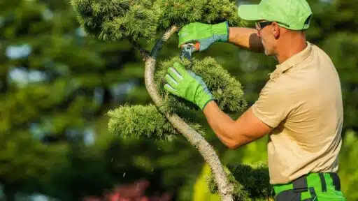 Tree Care