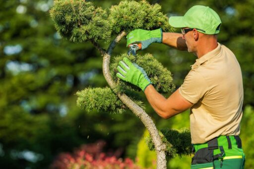 Tree Care