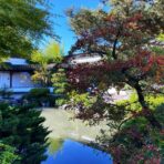 Adding a Pond to Your Outdoor Living Space: Design, Setup, and Year Round Maintenance