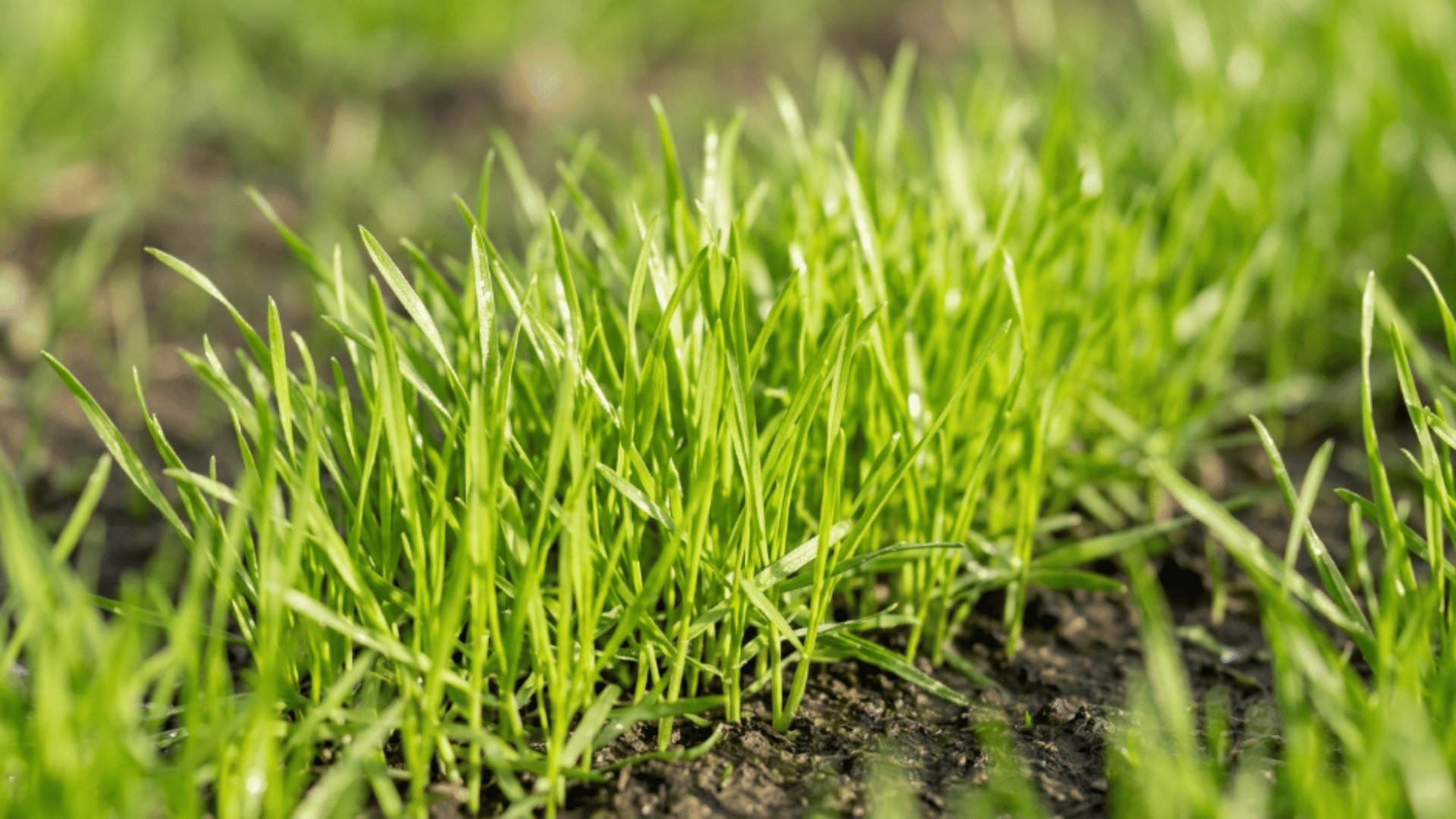 annual ryegrass with bright green upright blades and fast growing fresh lawn look