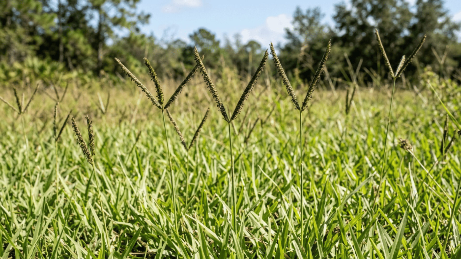 bahia grass with coarse blades and v shaped seed heads standing above a rough textured lawn surface