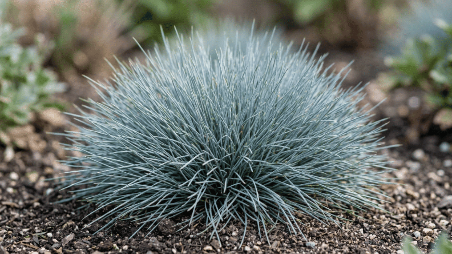 blue fescue grass with fine blades and compact blue gray mound shape
