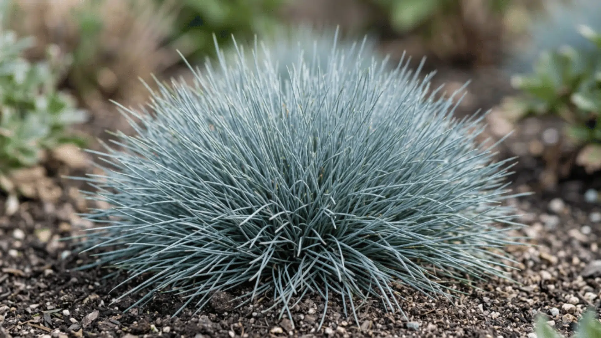 blue fescue grass with fine blades and compact blue gray mound shape