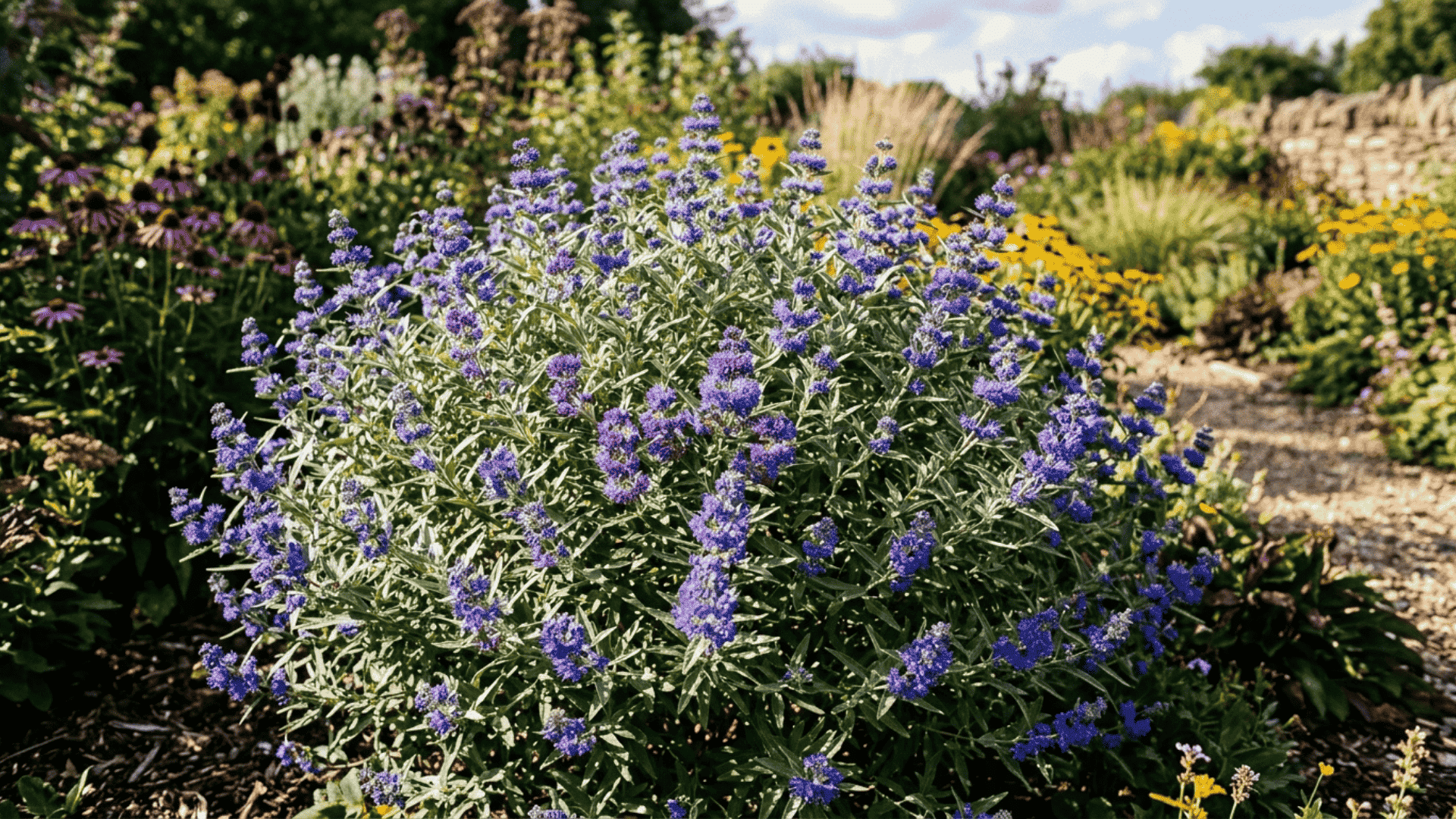 bluebeard shrub with vivid blue and purple flower clusters against silvery green foliage in a sunny late summer garden