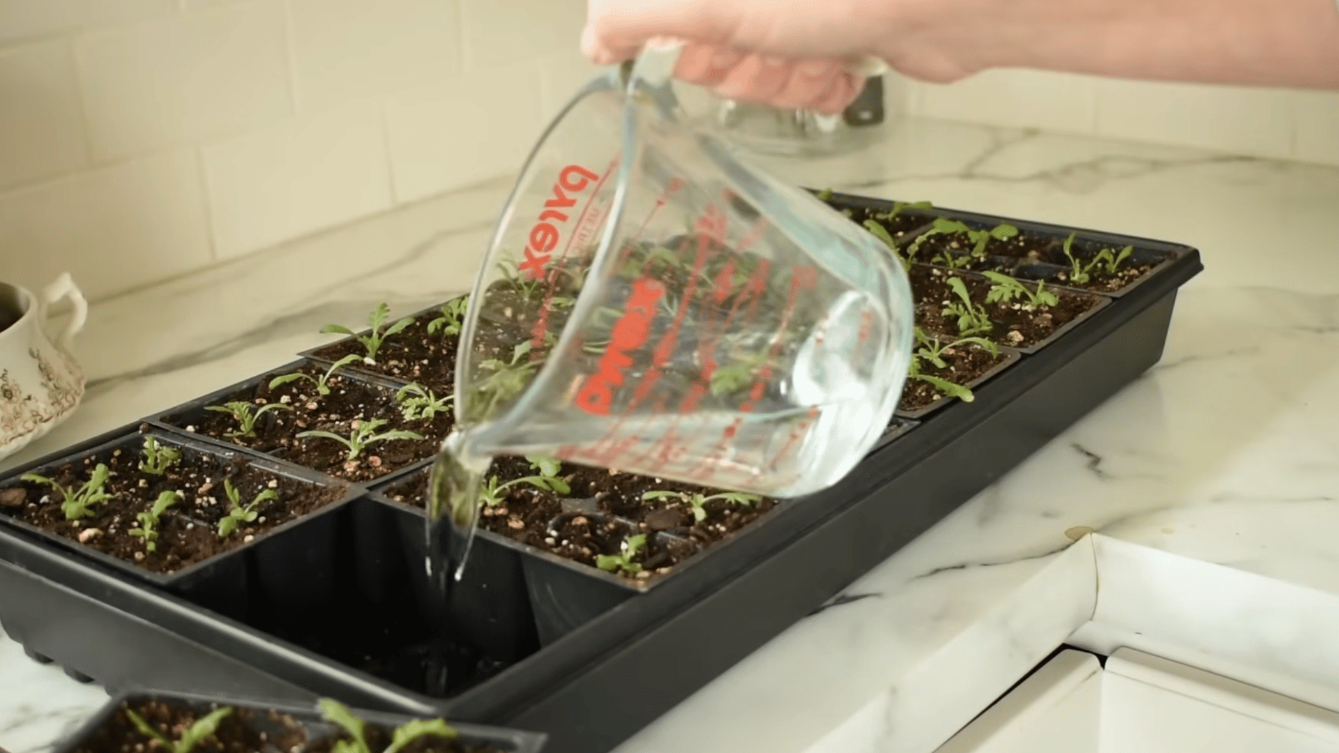 bottom watering trays by adding water to base allowing soil to absorb moisture evenly without leaving excess water behind