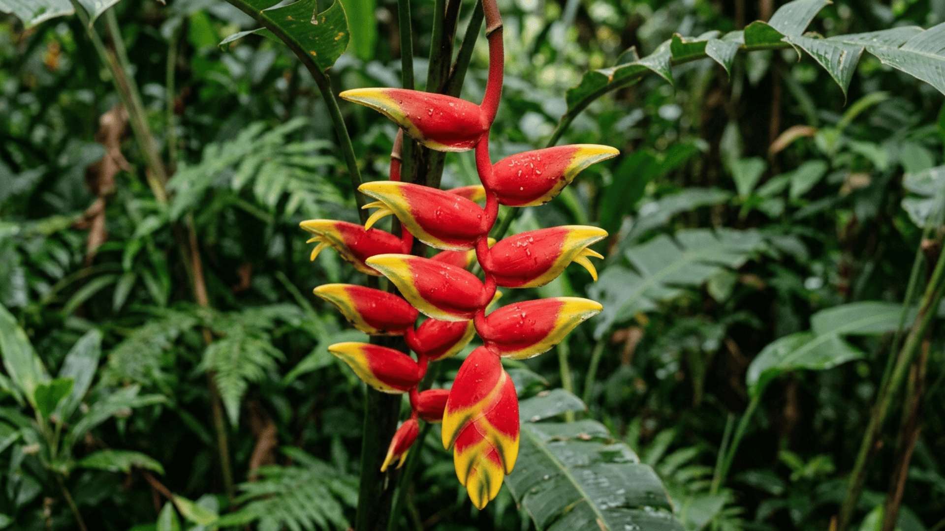 bright red and yellow heliconia flower in rainforest.