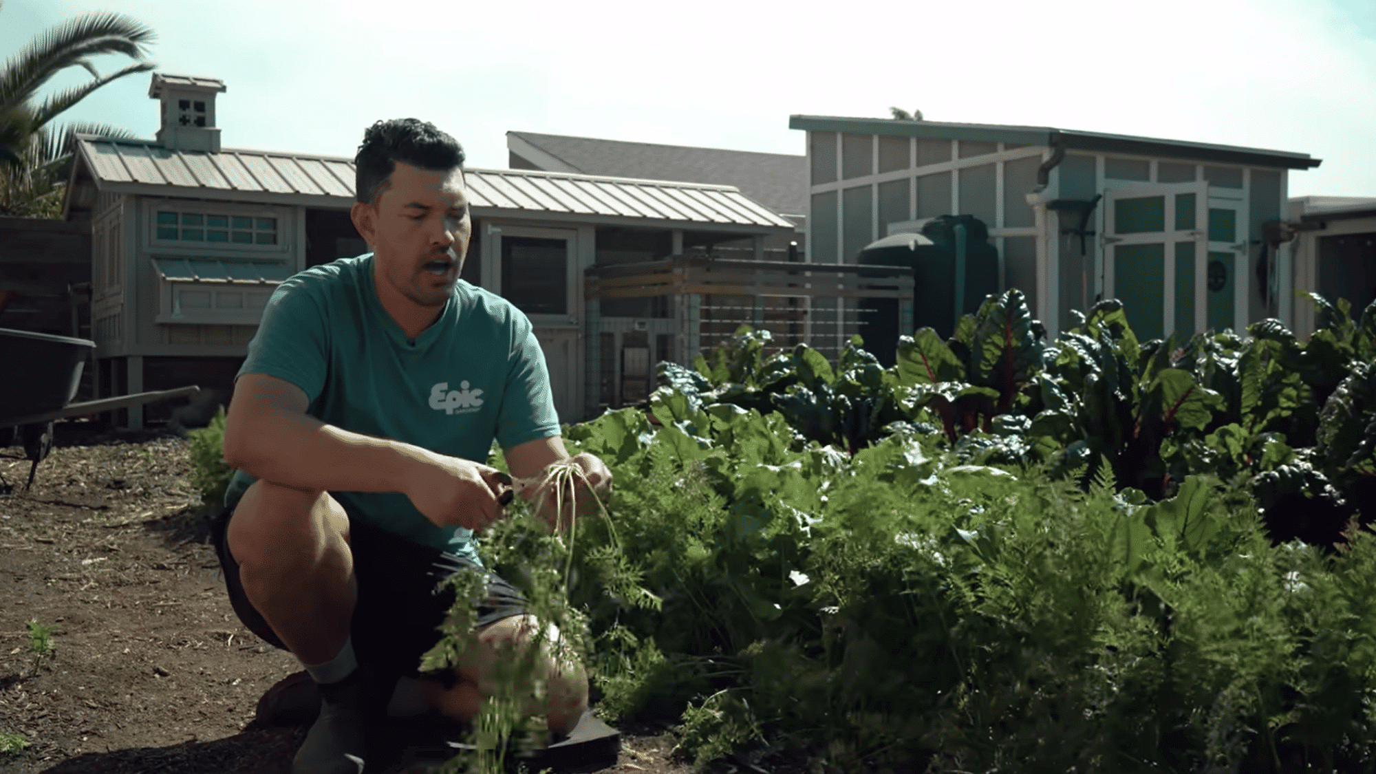 care for carrot plants and harvest at the right time for best flavor and texture