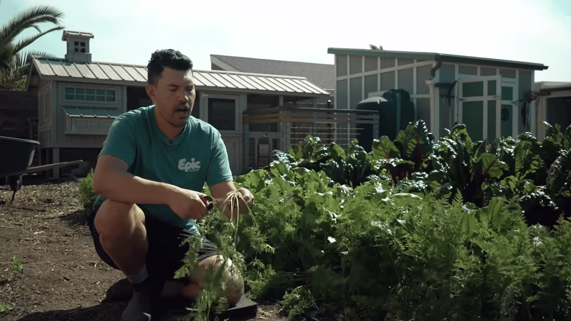 care for carrot plants and harvest at the right time for best flavor and texture