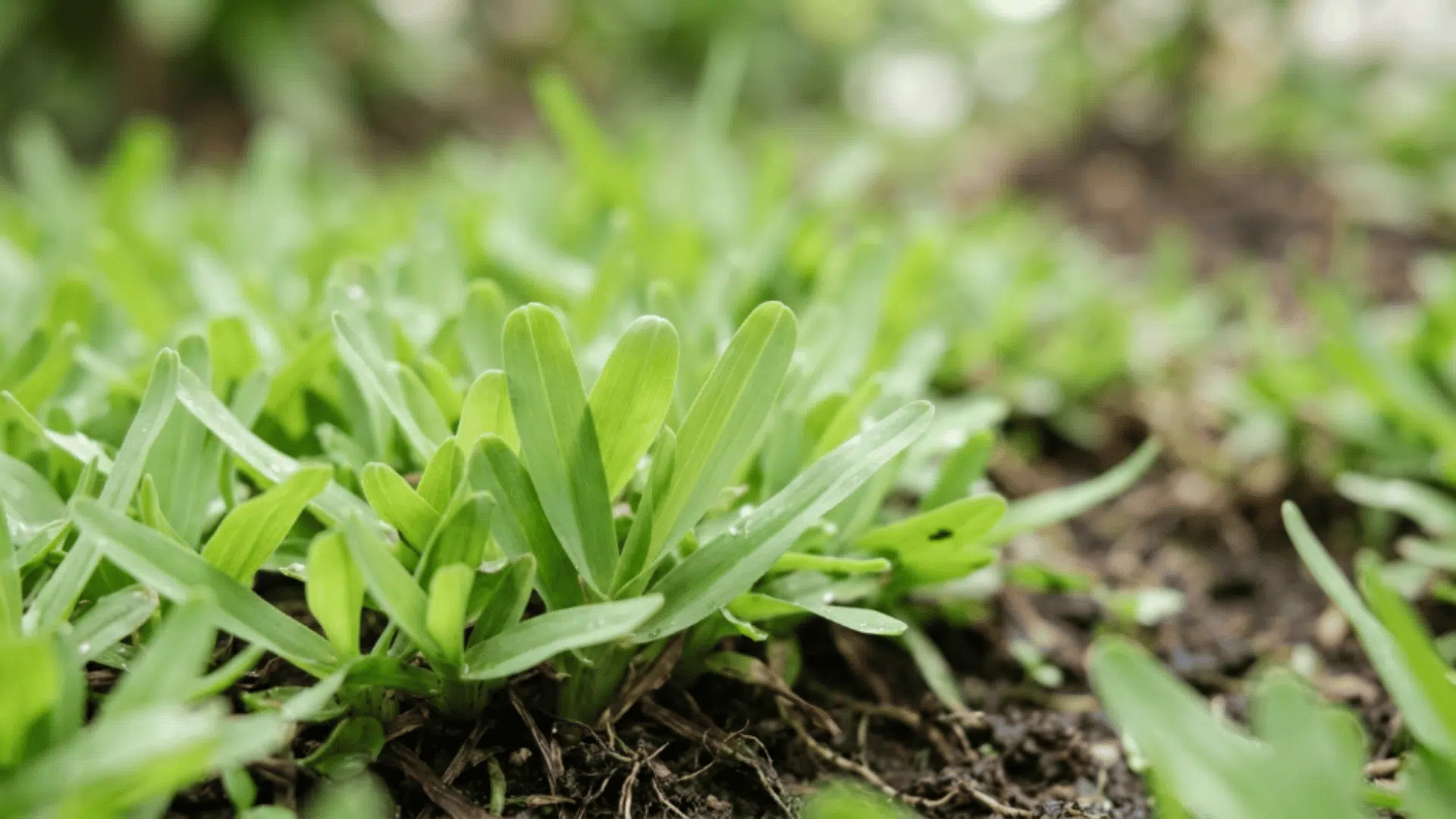 carpet grass with light green color rounded tips and low dense growth covering moist ground evenly