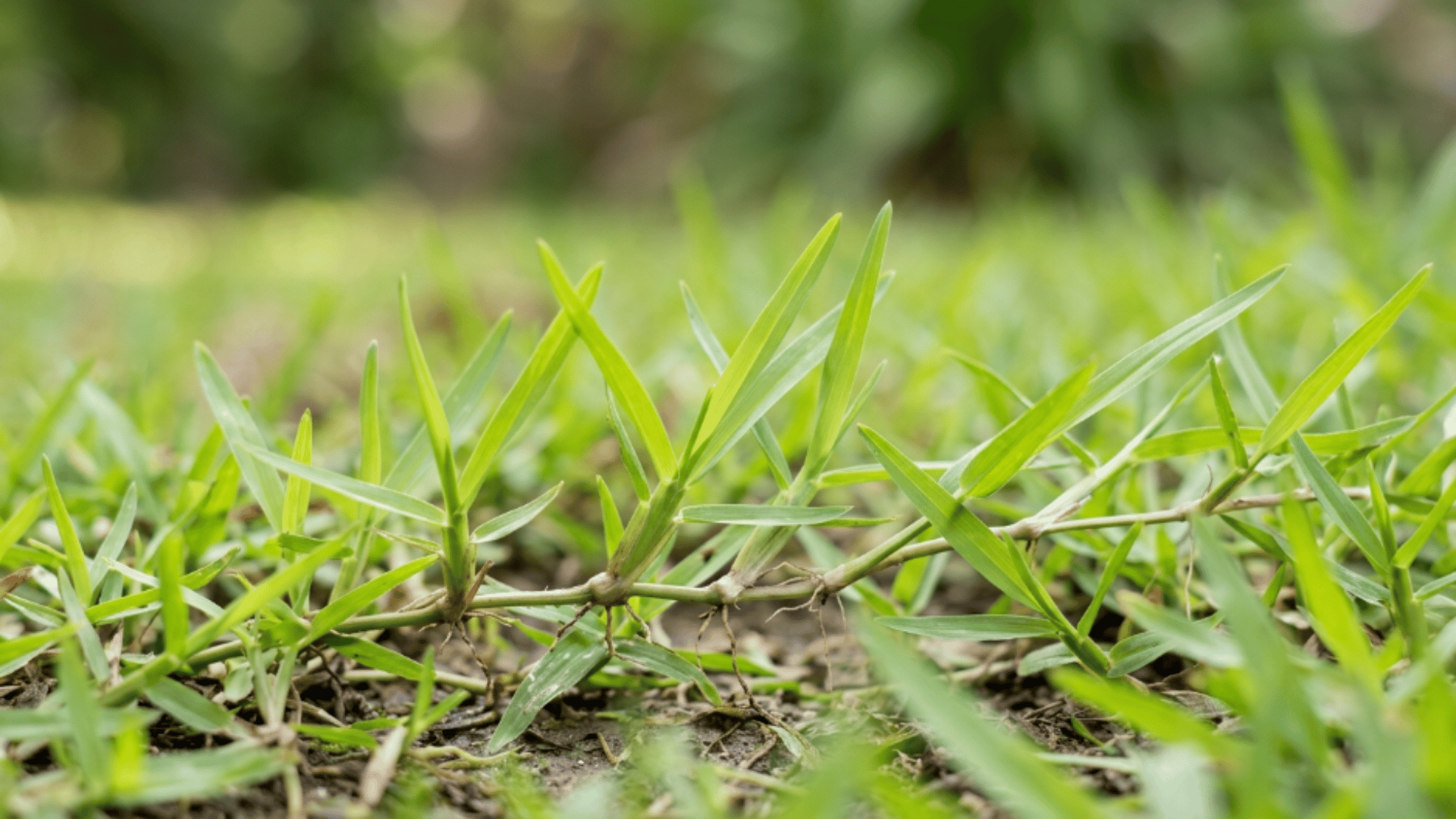 centipede grass with light green color spaced blades and low growth forming a simple clean lawn look