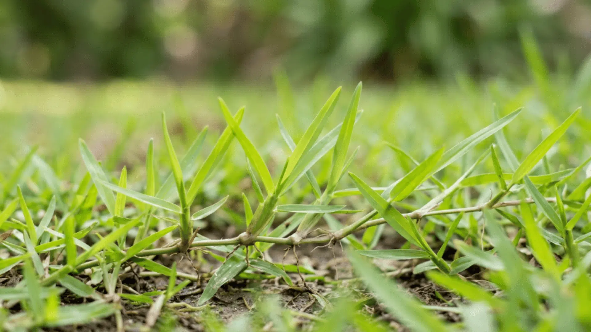 centipede grass with light green color spaced blades and low growth forming a simple clean lawn look