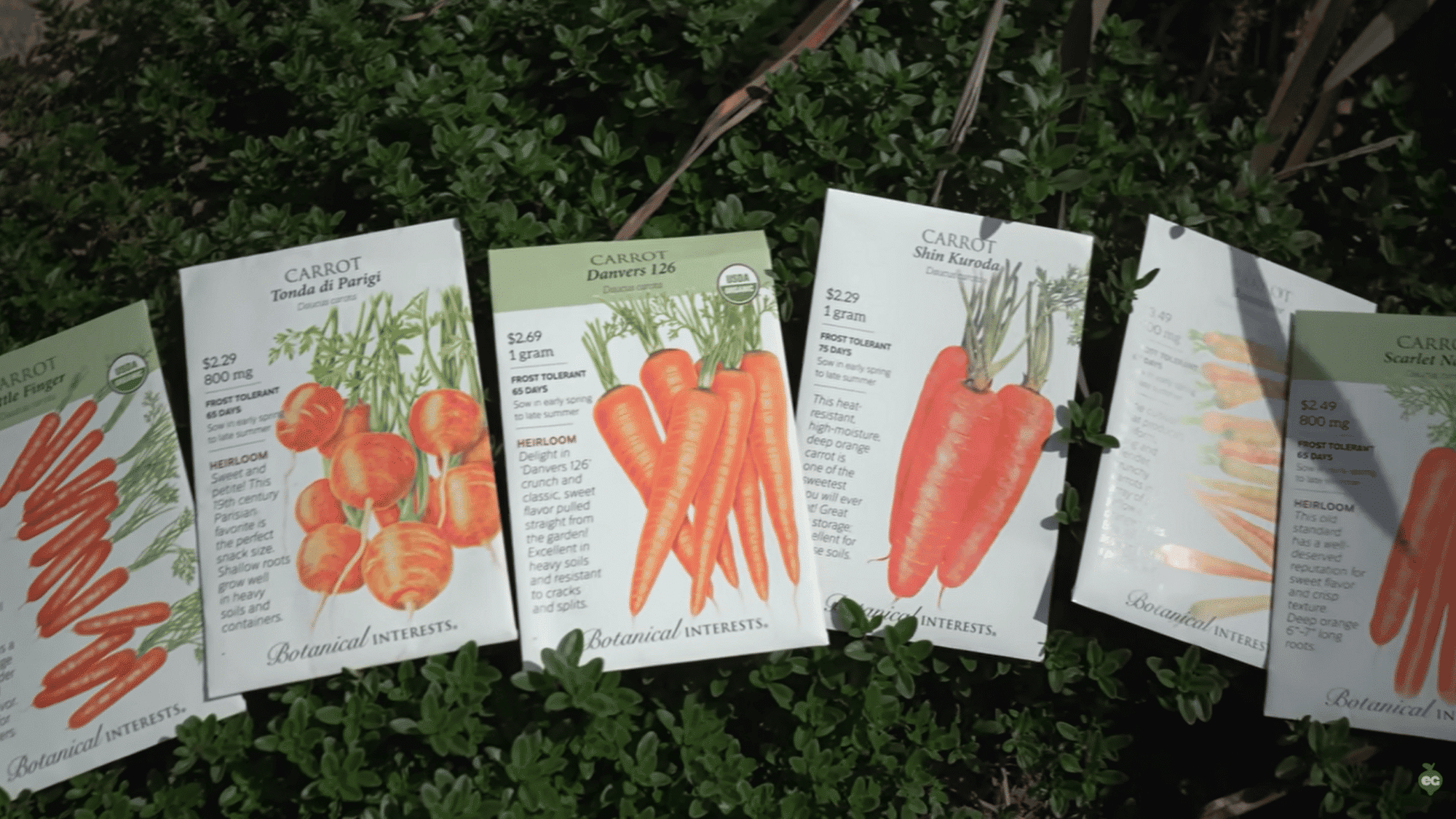 choose the right carrot variety for home gardening based on space and type