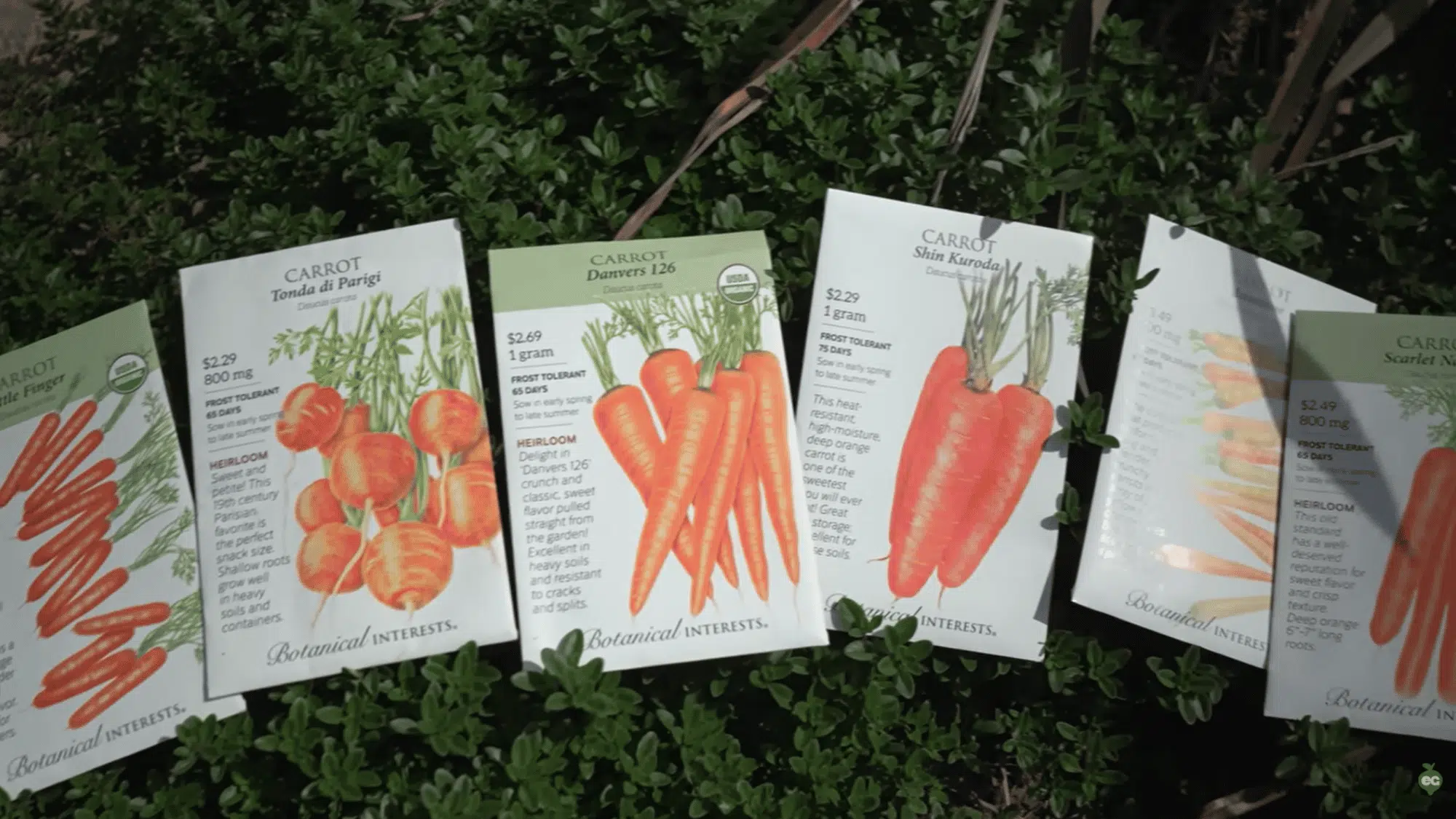 choose the right carrot variety for home gardening based on space and type