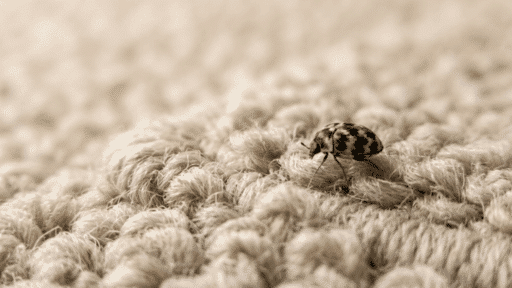 close-up of carpet surface with a small carpet beetle in focus