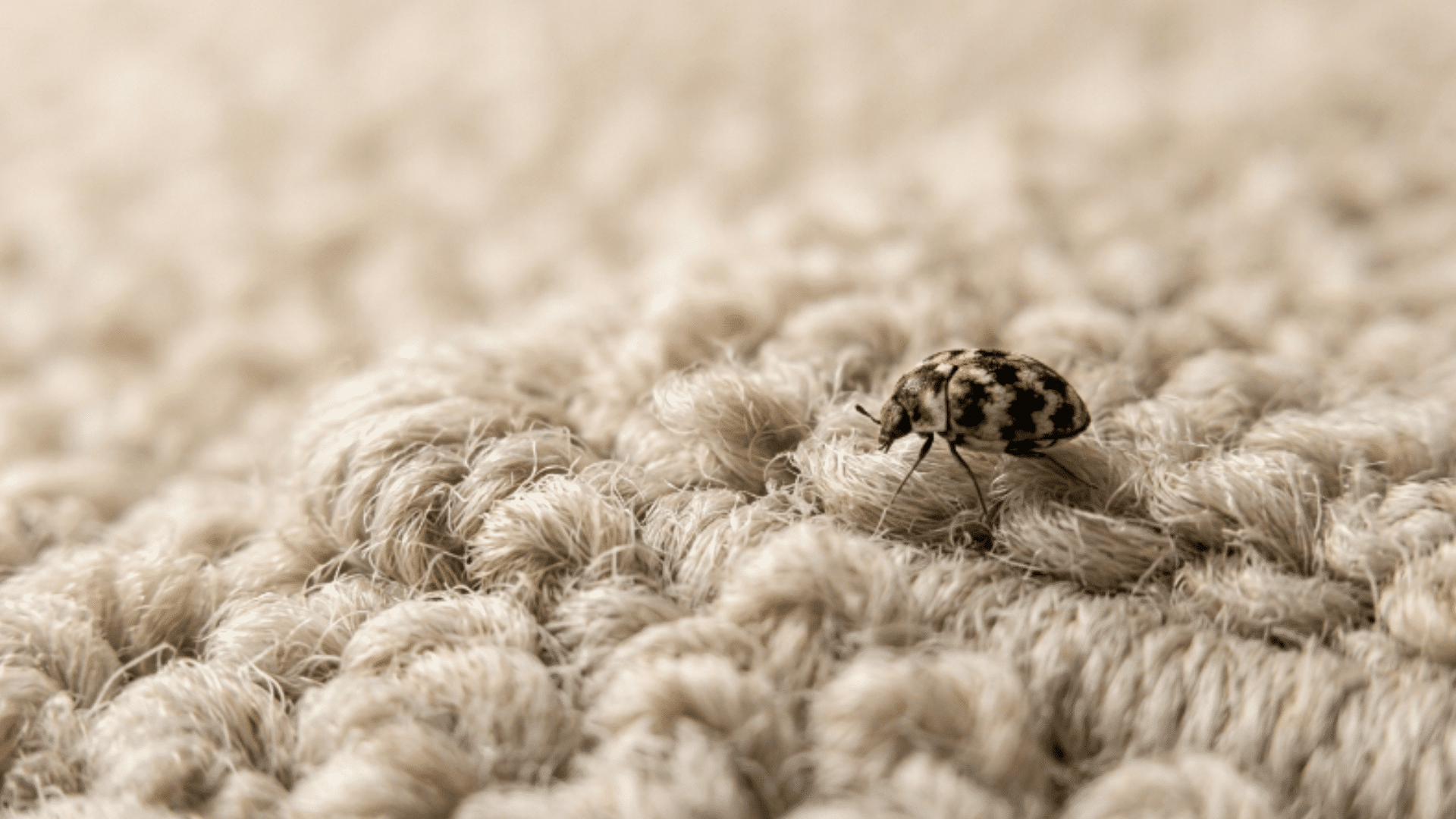 close-up of carpet surface with a small carpet beetle in focus