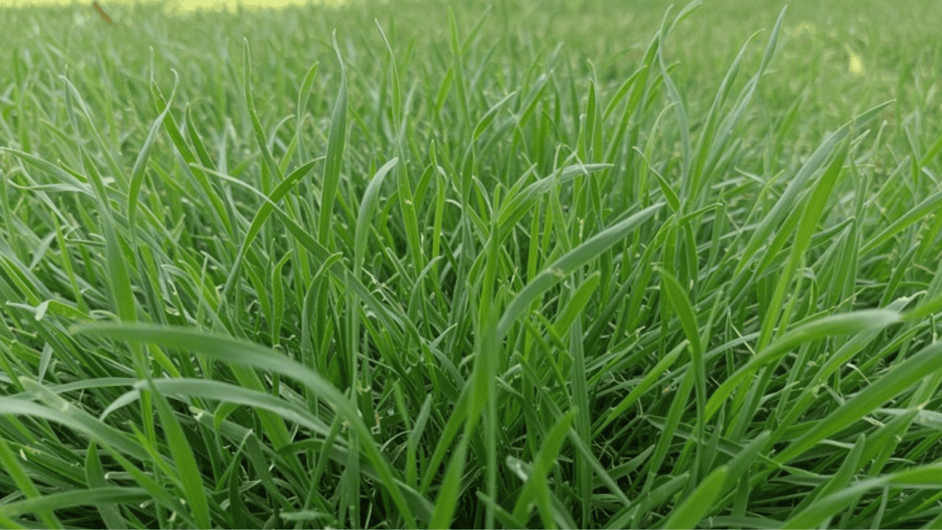 close-up of lush green grass blades growing densely in a healthy lawn under natural daylight