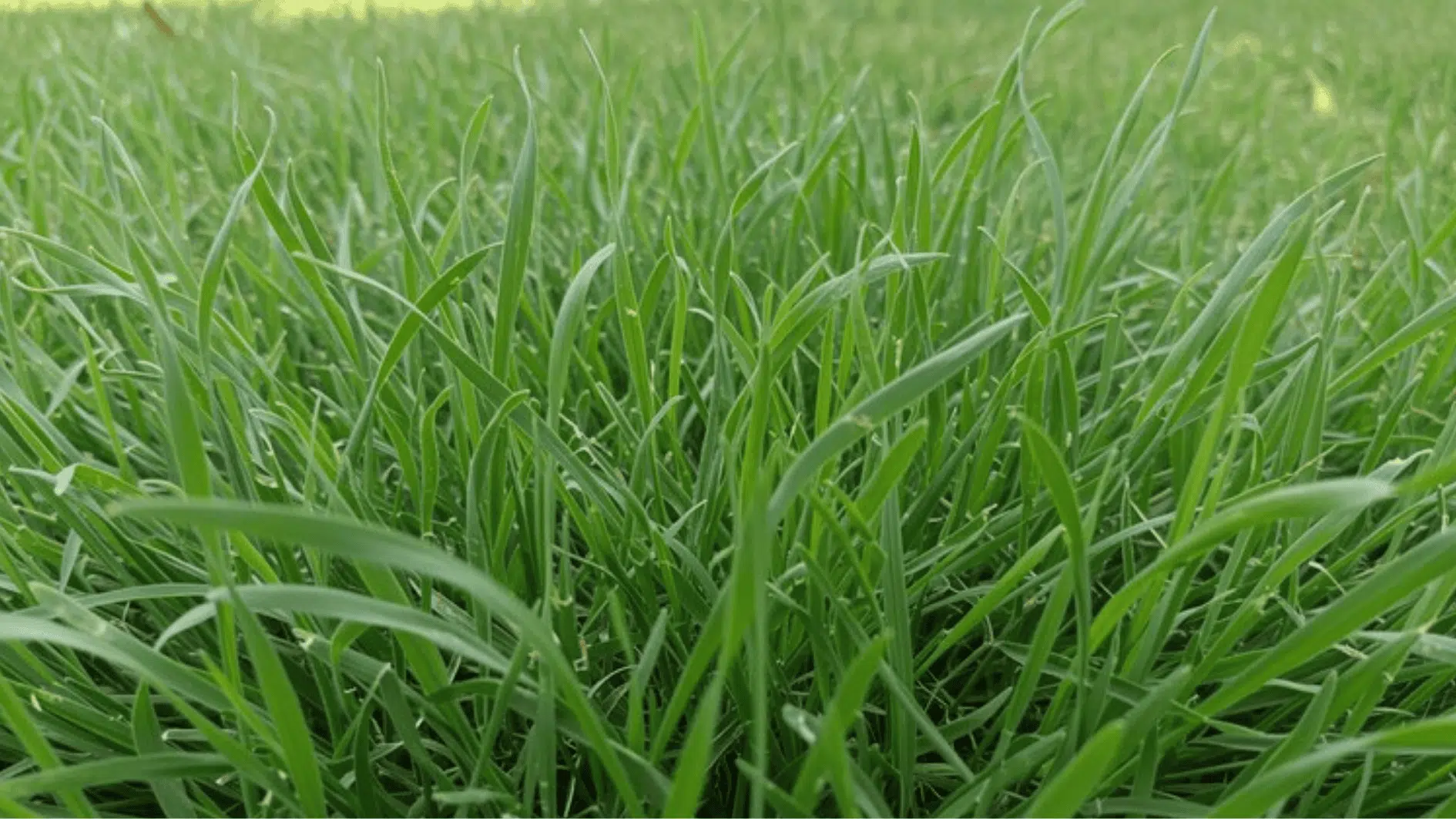 close-up of lush green grass blades growing densely in a healthy lawn under natural daylight