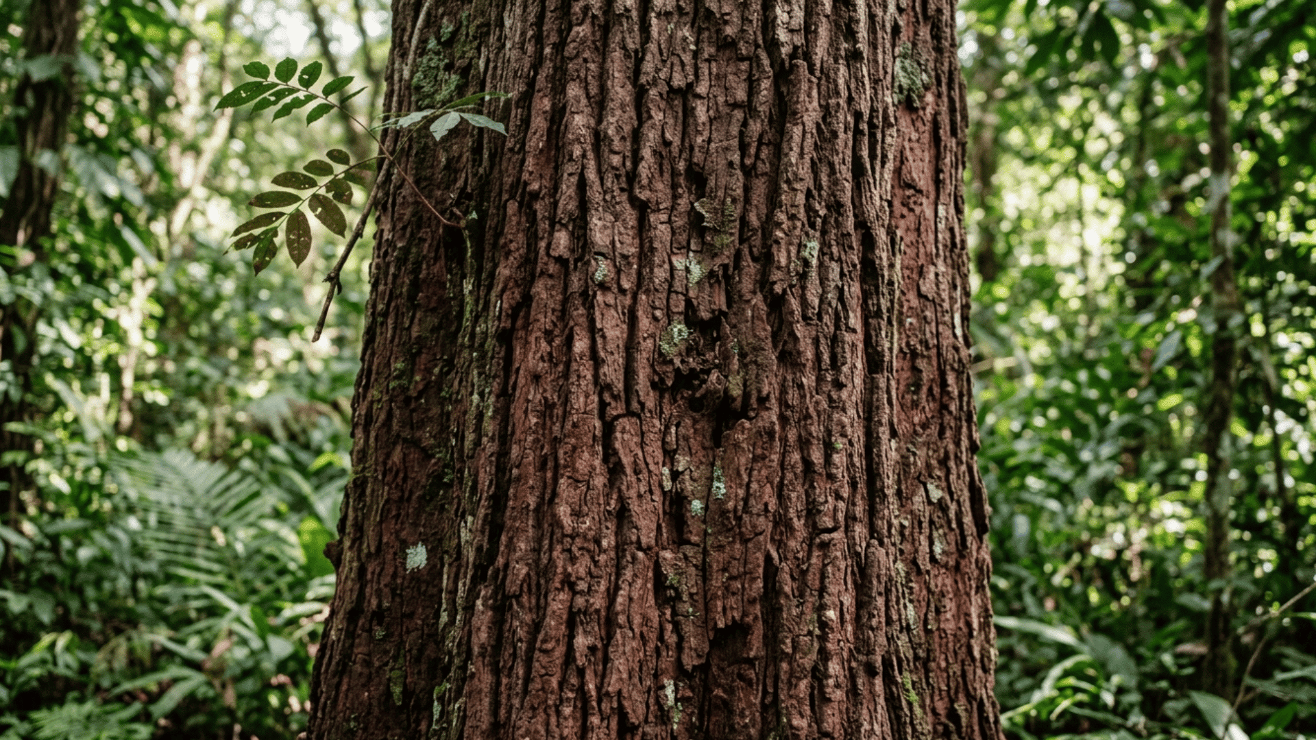 close-up of mahogany tree bark in dense tropical forest.