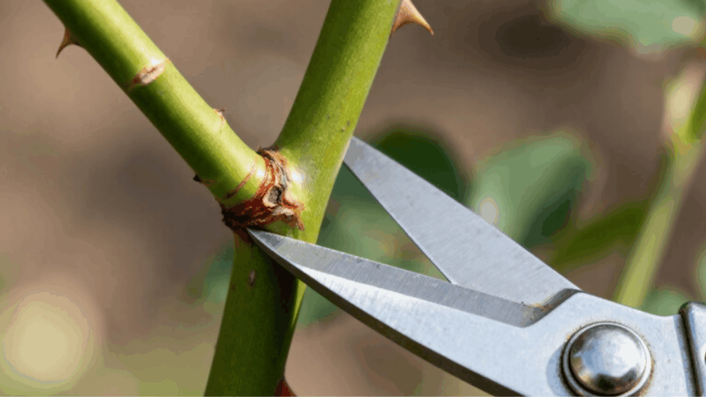 close-up of pruning shears cutting a rose cane above a bud, demonstrating correct pruning method to encourage new blooms
