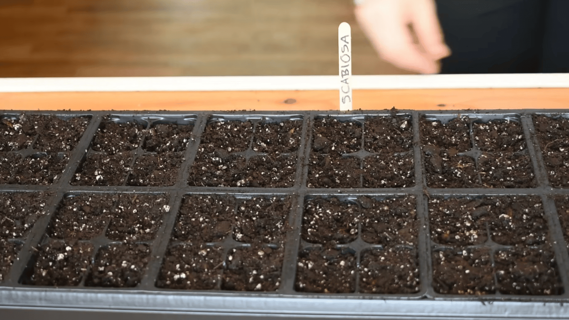 containers labeled with popsicle sticks before planting seeds to keep track of different plants during early growth stages