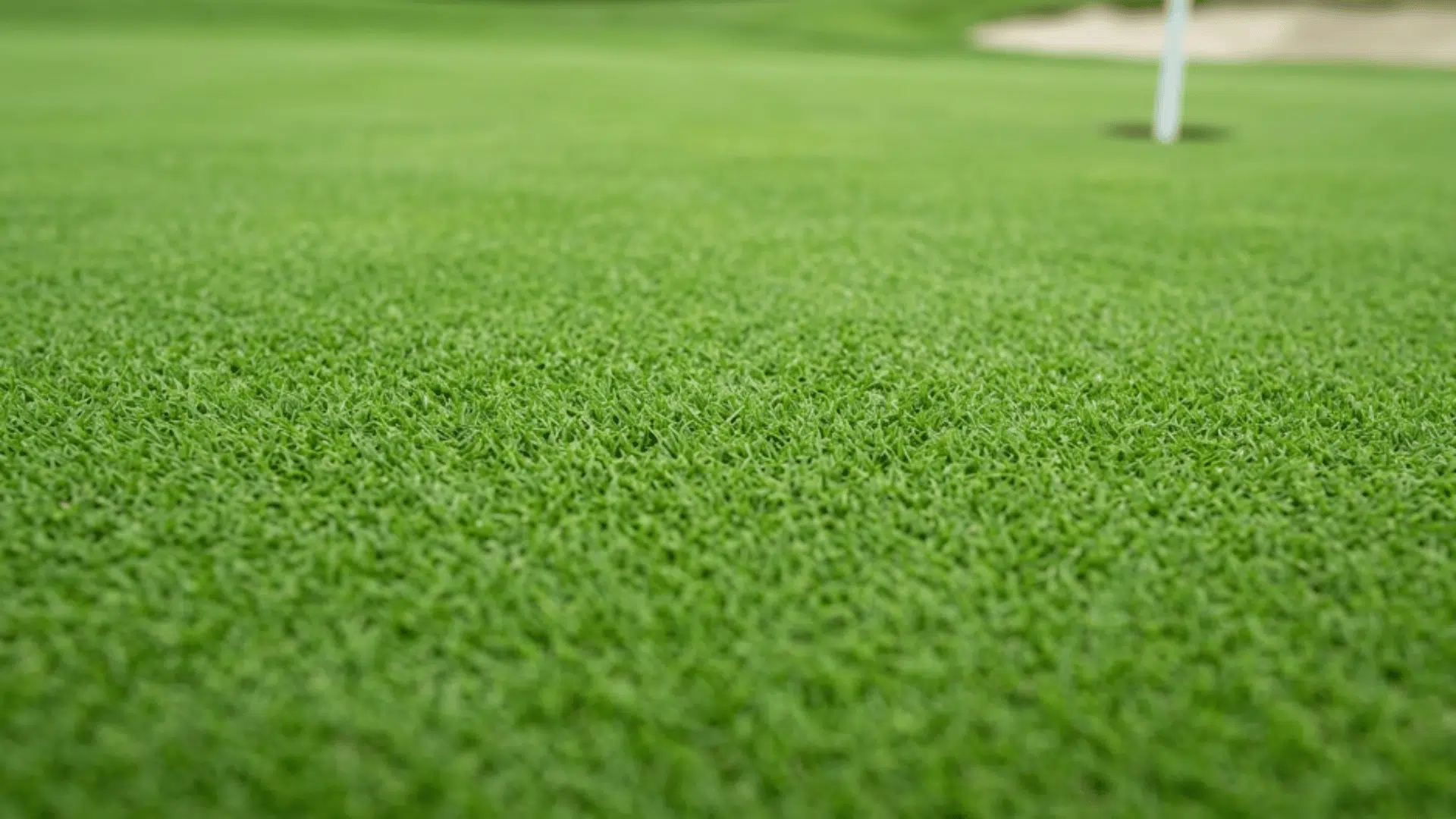 creeping bentgrass lawn with very fine blades smooth dense carpet like surface