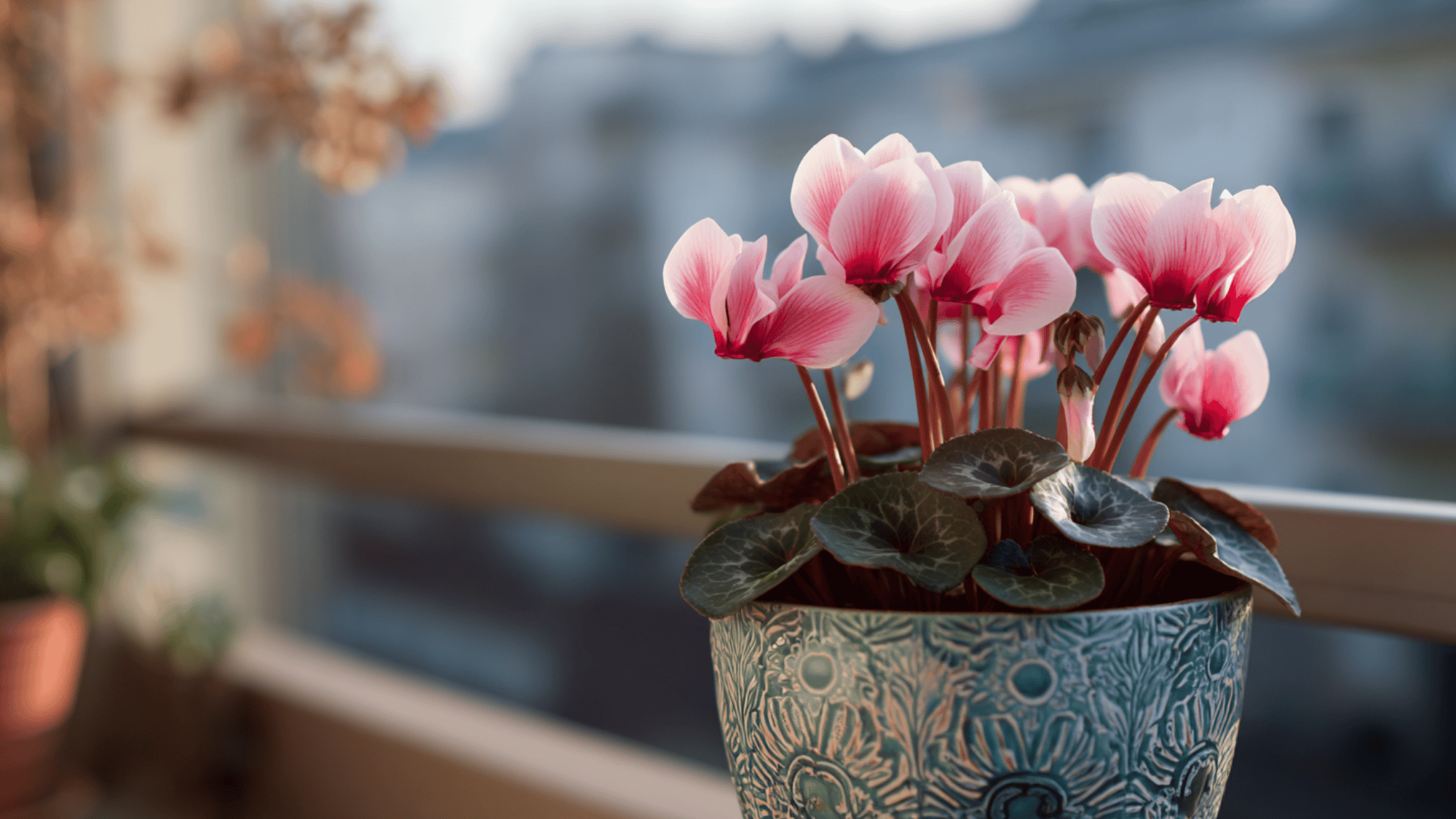 cyclamen flowers in pot during winter