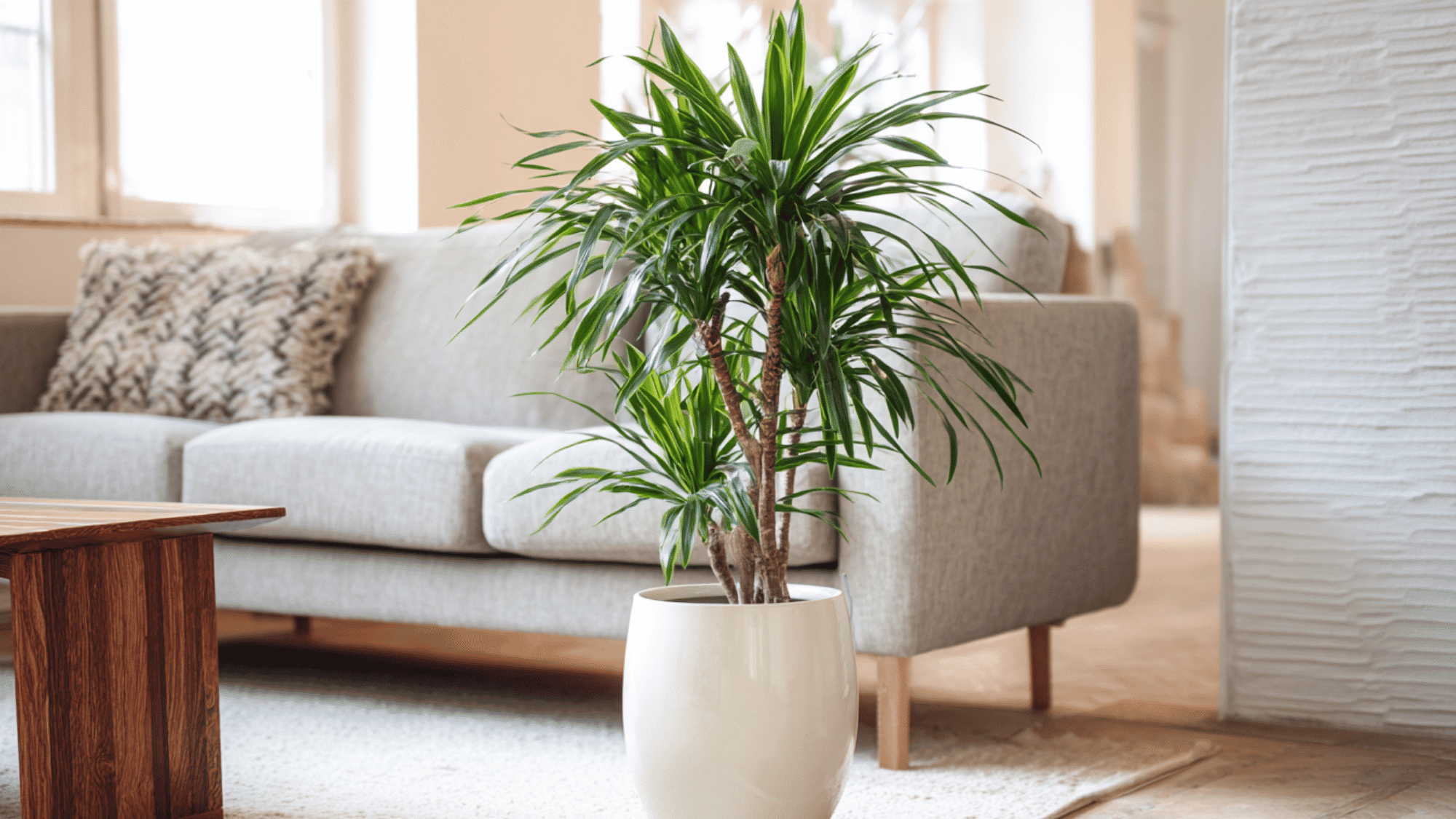 Dracaena Anita with long arching leaves indoors
