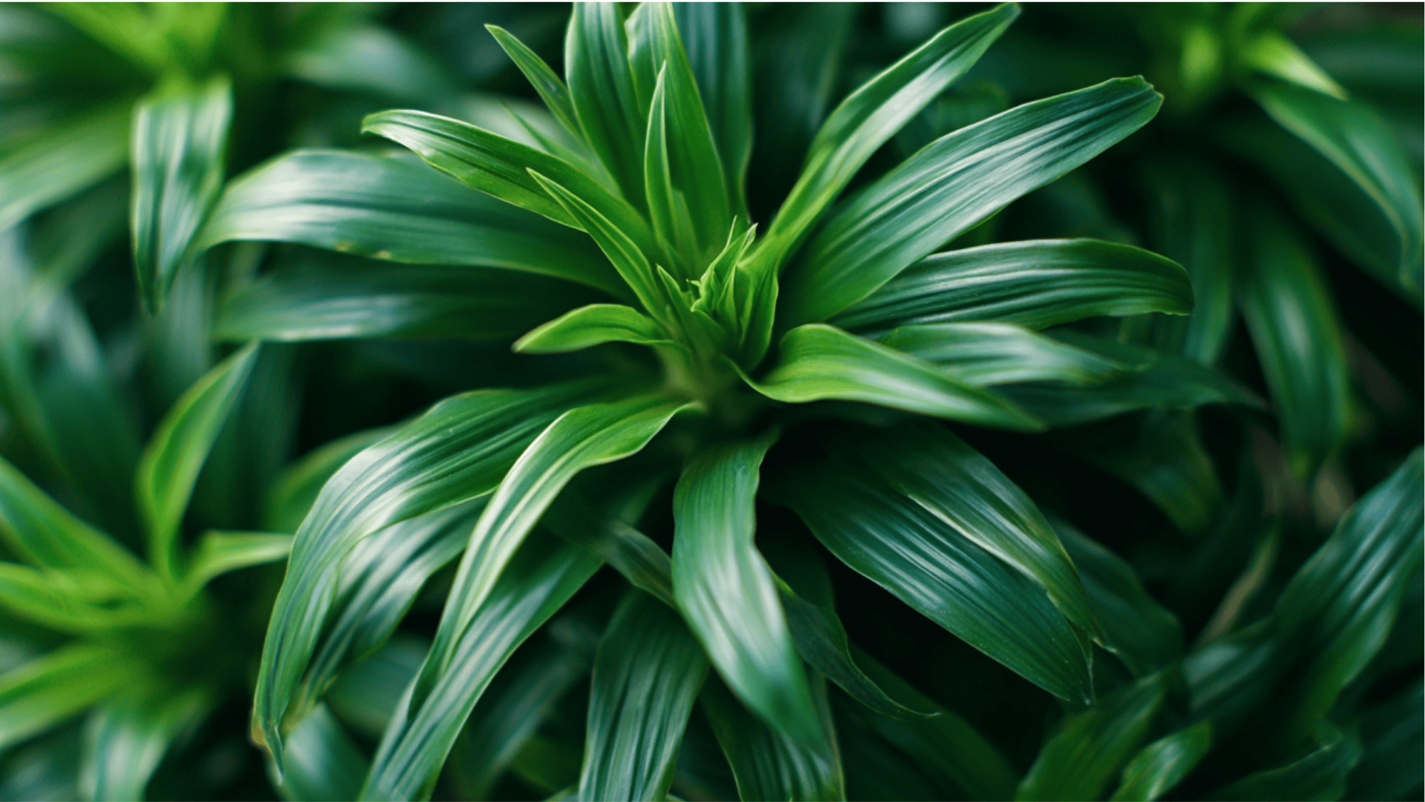 Dracaena Compacta plant with dense compact green leaves placed on a desk indoors