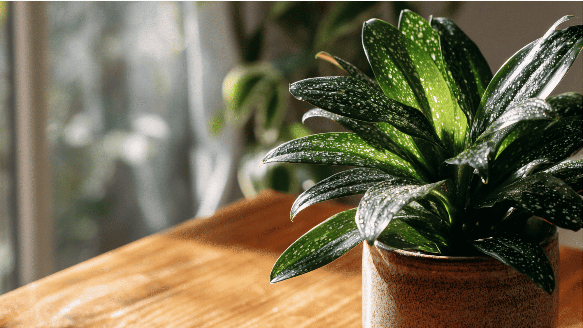 Dracaena Florida Beauty plant with speckled green and white leaves in indoor home decor setting