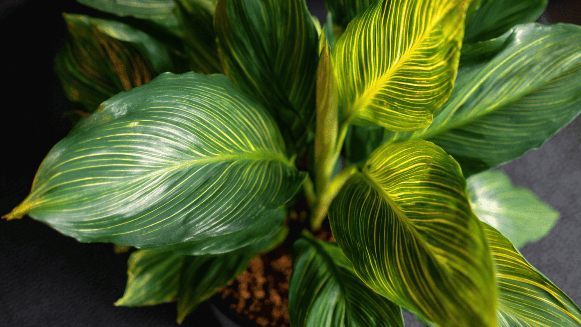Dracaena Fragrans Corn Plant with broad green leaves and yellow center stripes growing indoors.