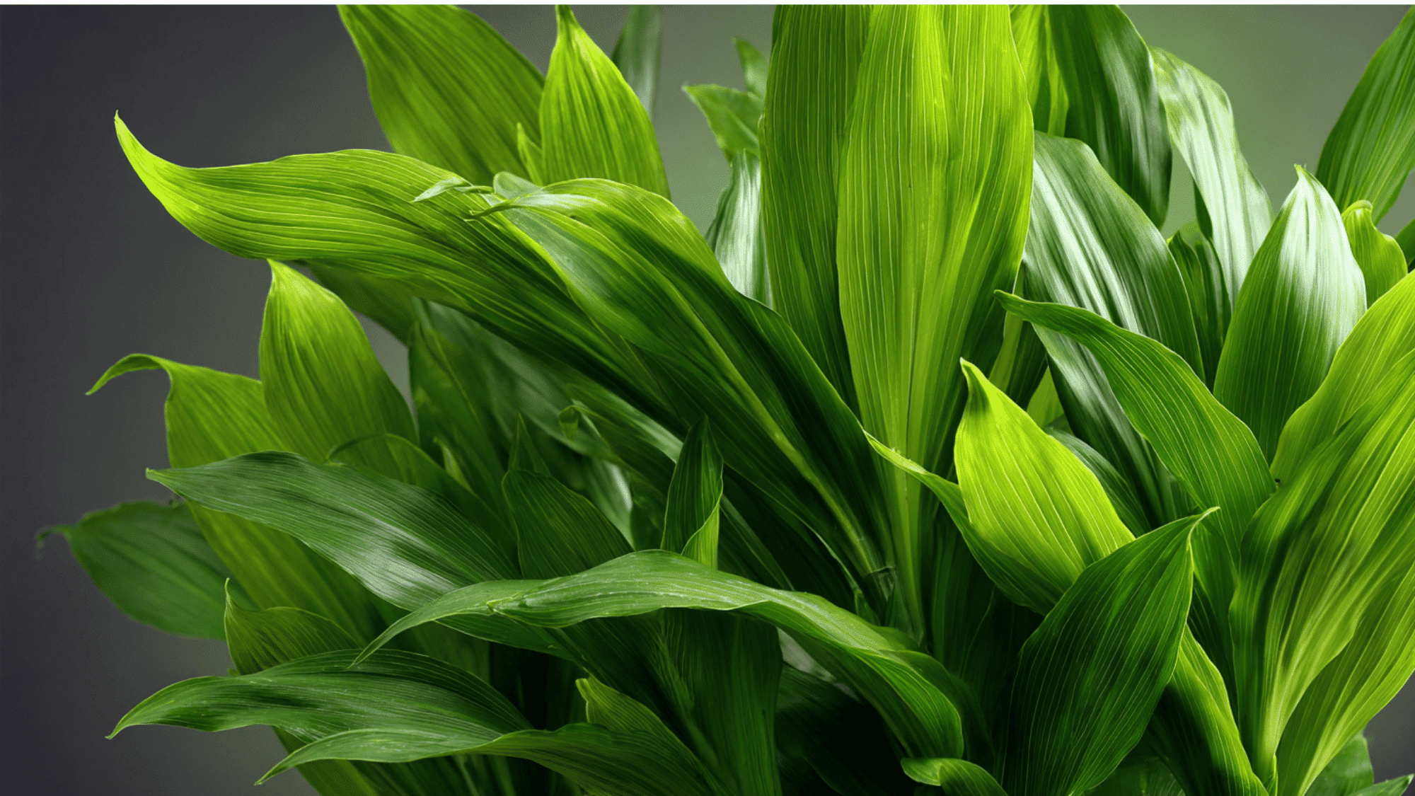 Dracaena Janet Craig plant with dark green glossy leaves in an indoor office setting