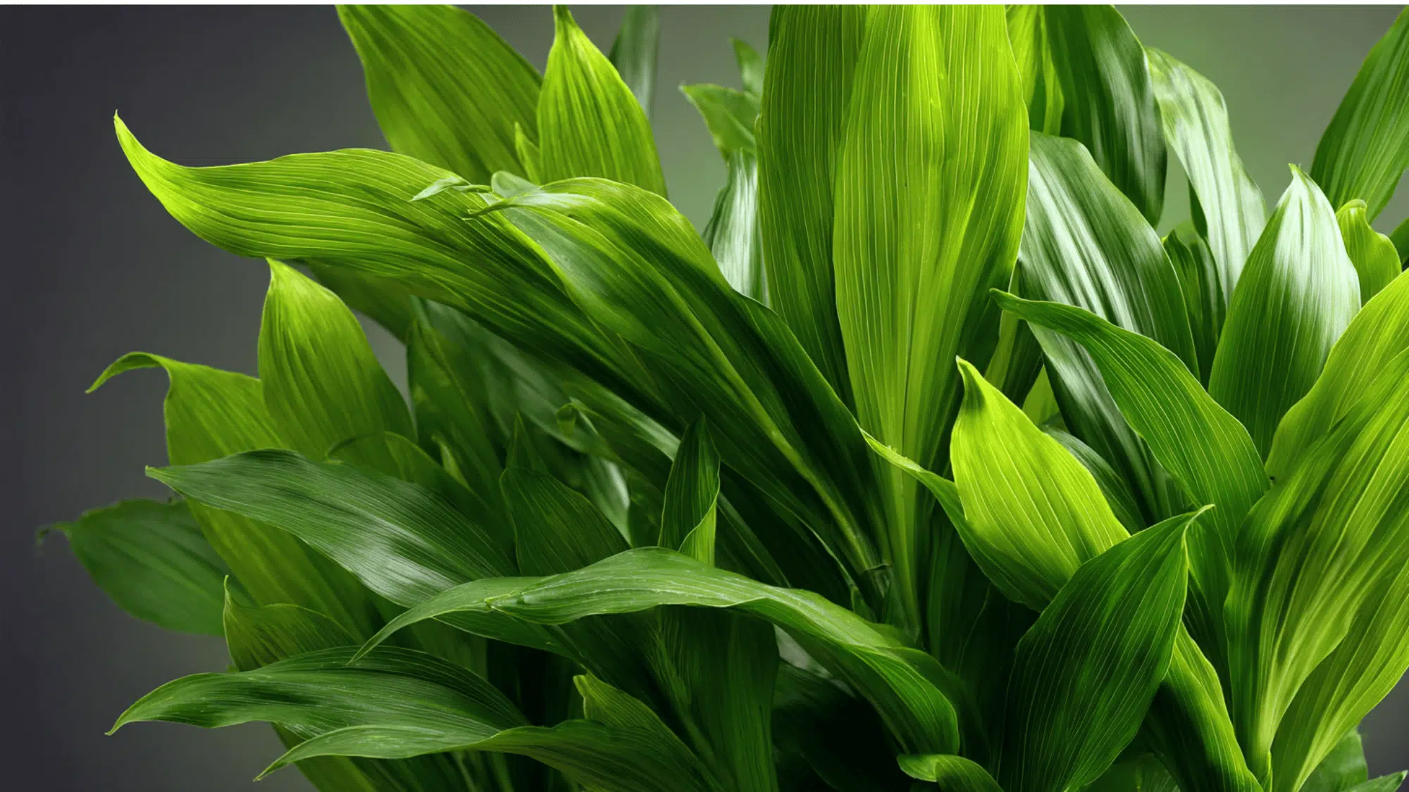 Dracaena Janet Craig plant with dark green glossy leaves in an indoor office setting