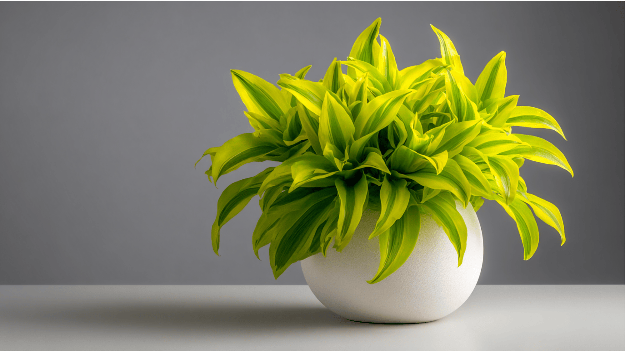 Dracaena Lemon Lime plant with bright green and yellow variegated leaves in a modern indoor space