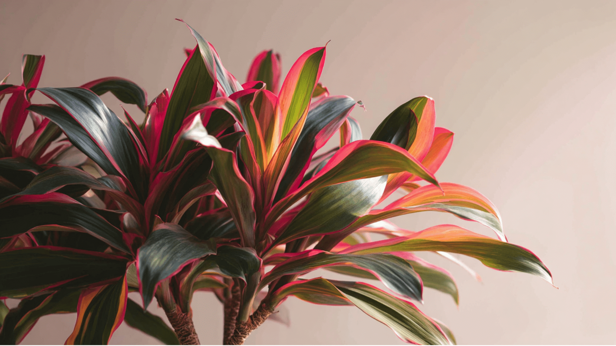 Dracaena Magenta with red edged leaves indoors