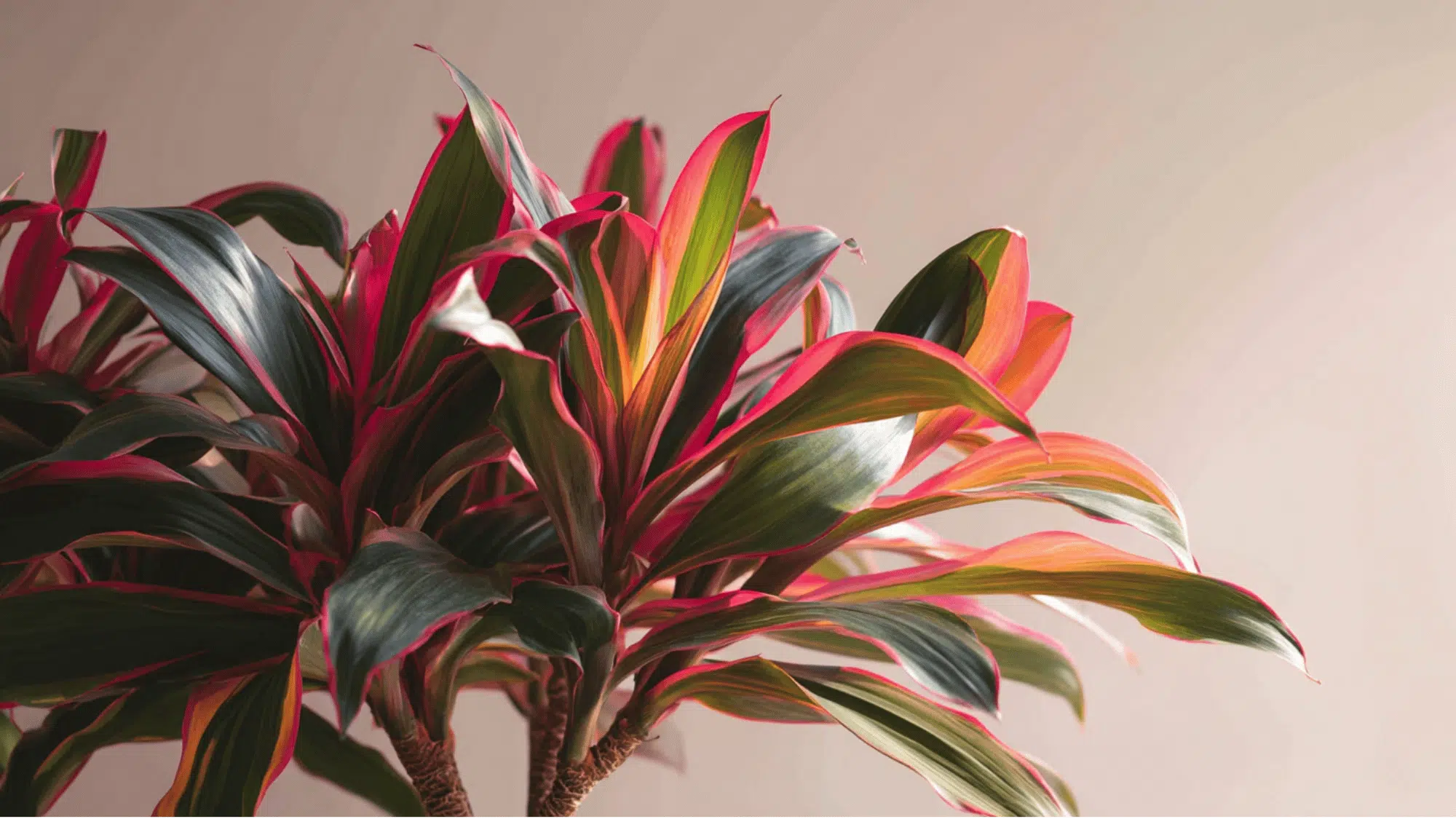 Dracaena Magenta with red edged leaves indoors