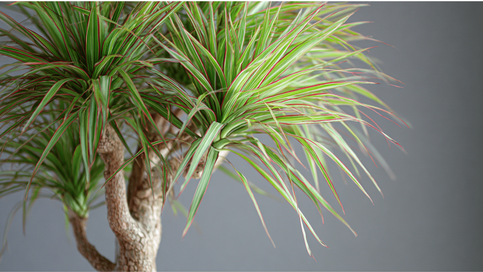 Dracaena Marginata plant with thin spiky leaves and red edges growing tall indoors like a small tree