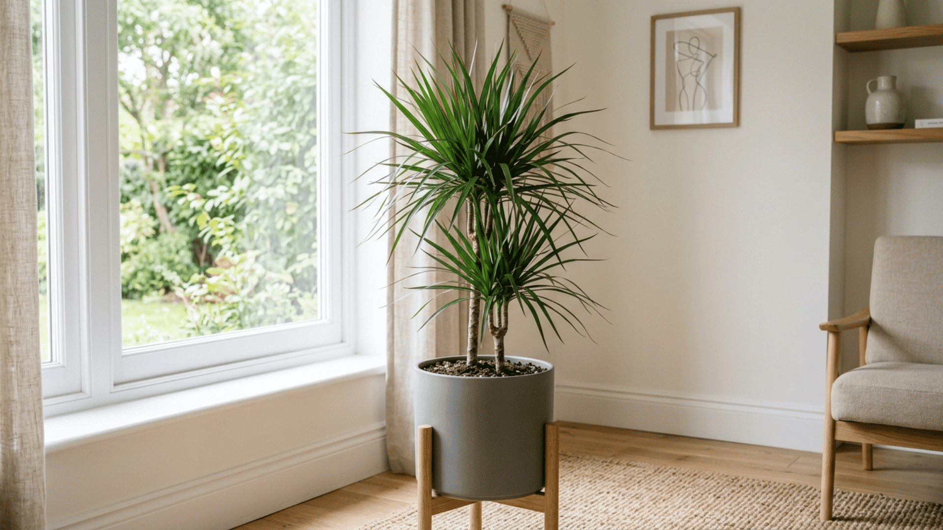 dracaena plant in a simple pot placed near a window in a clean and minimal indoor space with soft natural lighting