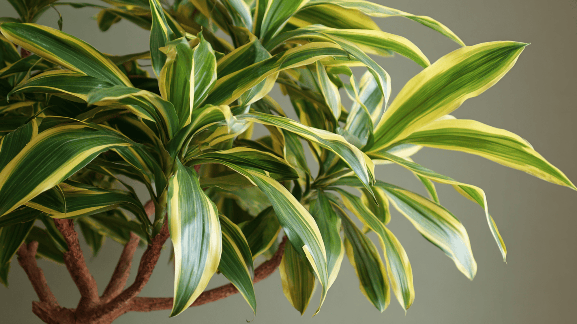 Dracaena Reflexa plant with yellow-green variegated leaves and bushy growth indoors