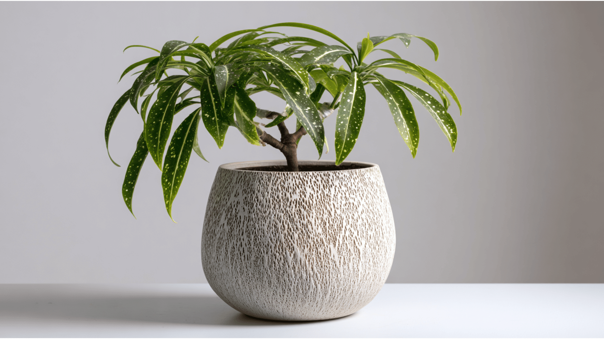Dracaena Surculosa with spotted oval leaves indoors