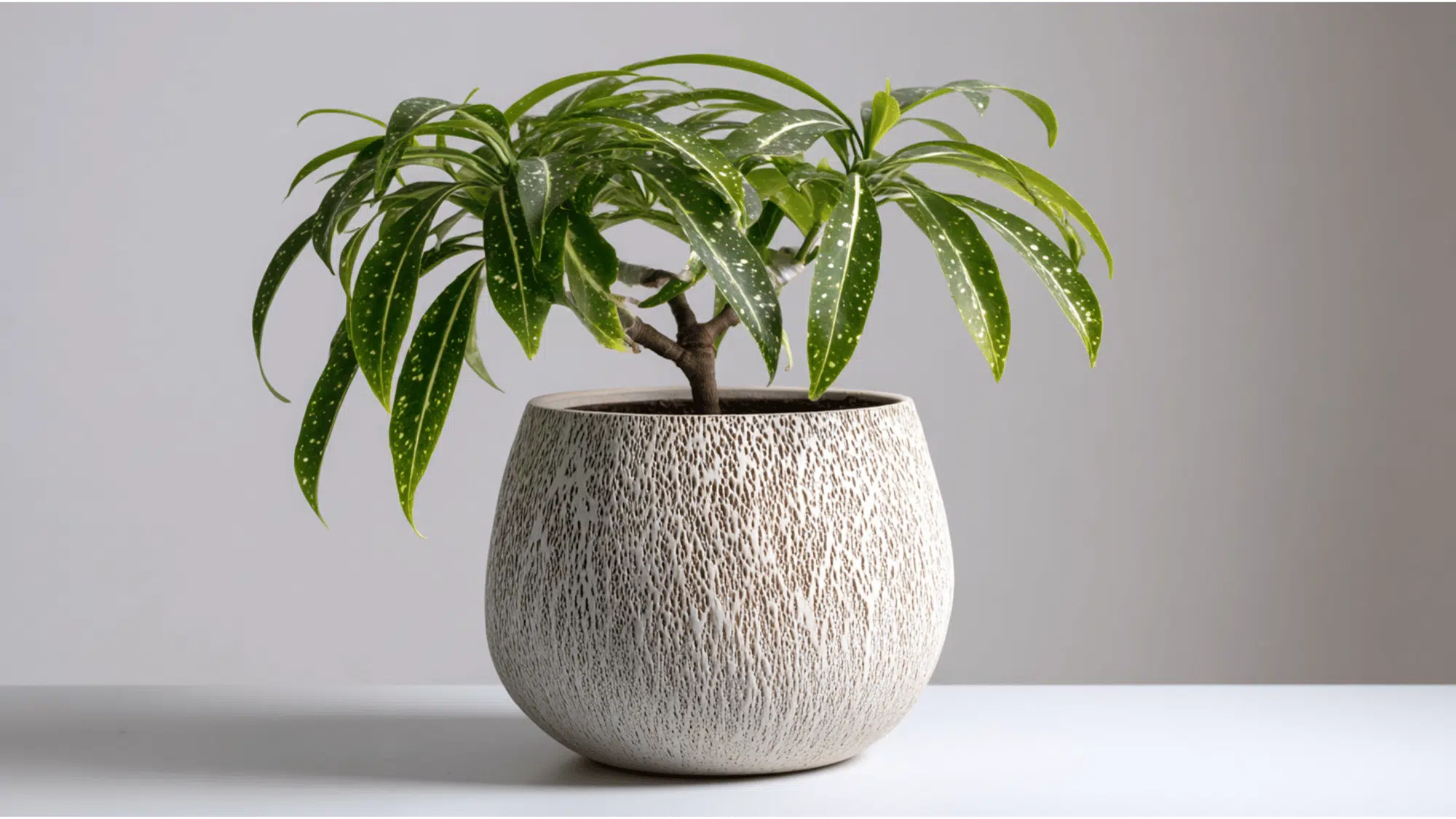 Dracaena Surculosa with spotted oval leaves indoors