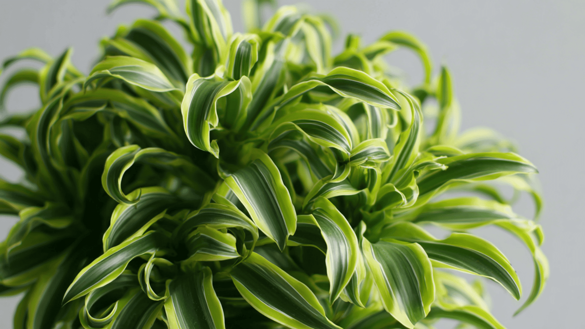 Dracaena Tornado with spiral twisted leaves indoors”