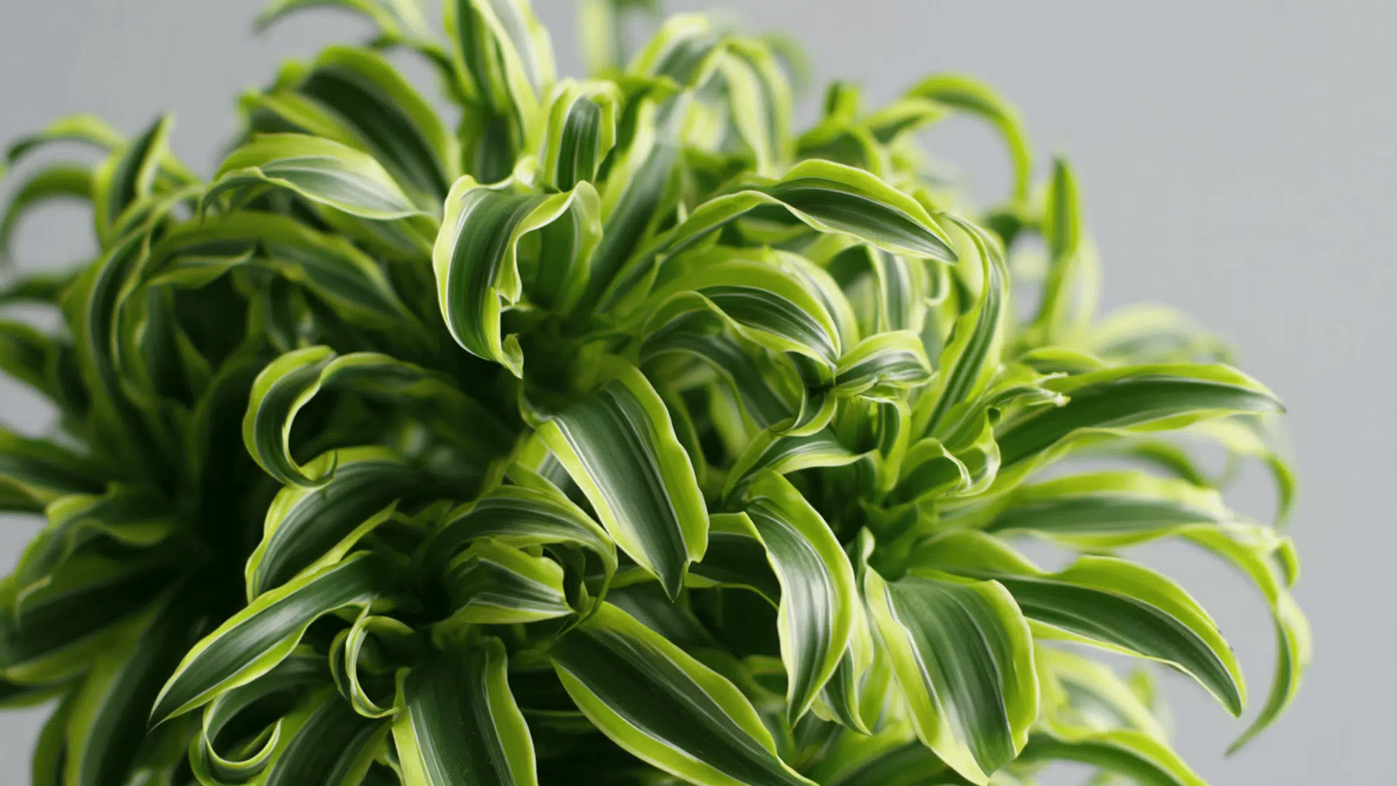 Dracaena Tornado with spiral twisted leaves indoors”