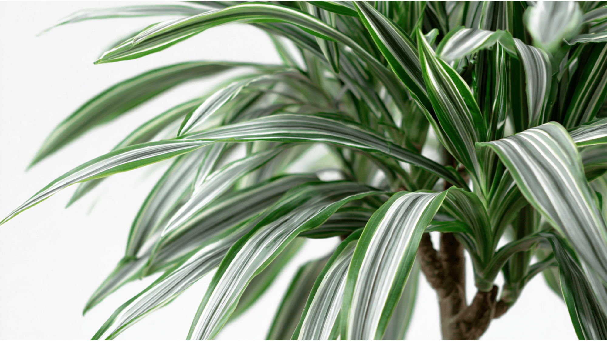 Dracaena Warneckii plant with green white and gray striped leaves in an indoor setting