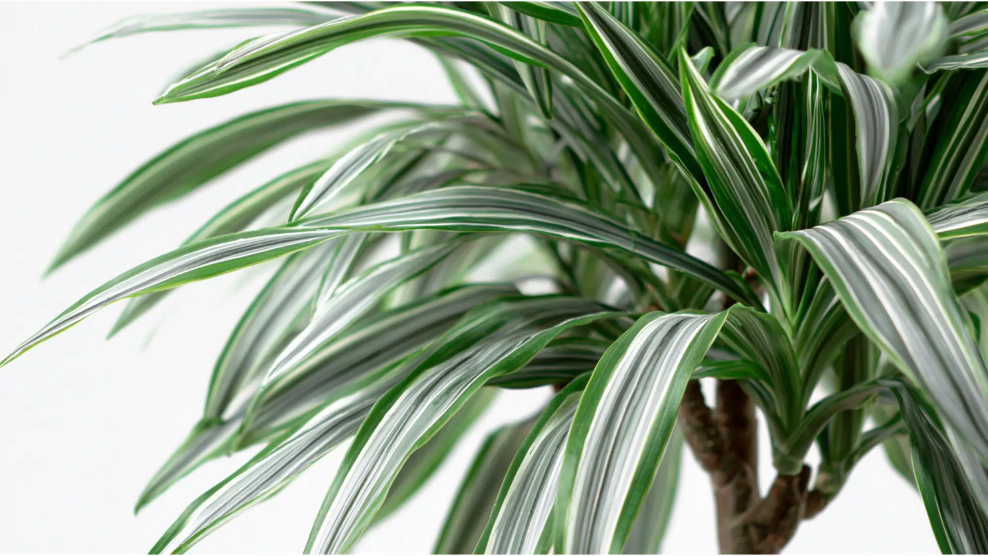 Dracaena Warneckii plant with green white and gray striped leaves in an indoor setting