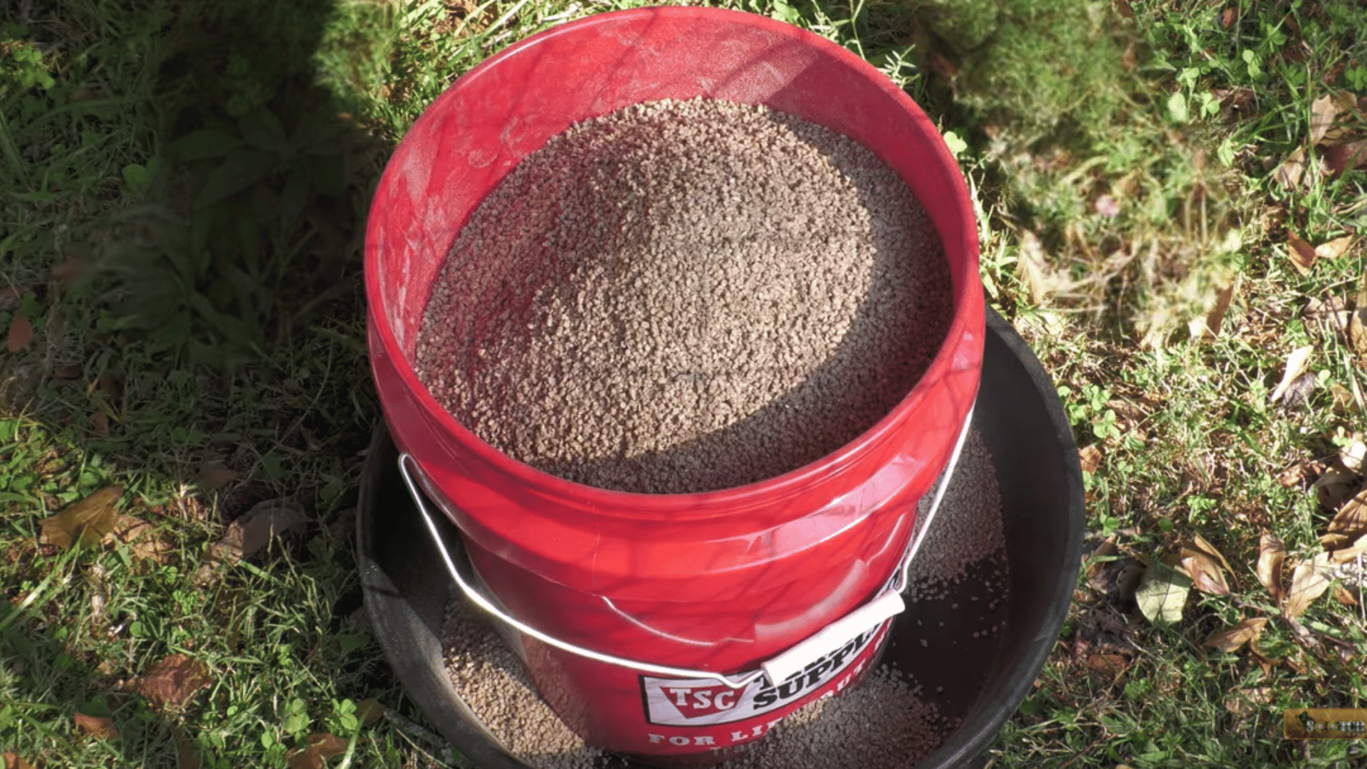 fill the bucket with chicken feed on the grass